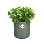 happy herbs 14cm blad groen